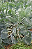 BRUSSLE SPROUT PLANTS IN AUGUST