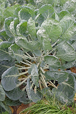 BRUSSLE_SPROUT_PLANTS_IN_AUGUST