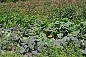 VEGETABLE GARDEN IN AUGUST