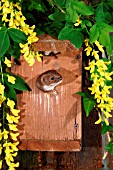 WEASEL,  MUSTELA NIVALIS,  COMING OUT OF NESTBOX,  FRONT VIEW