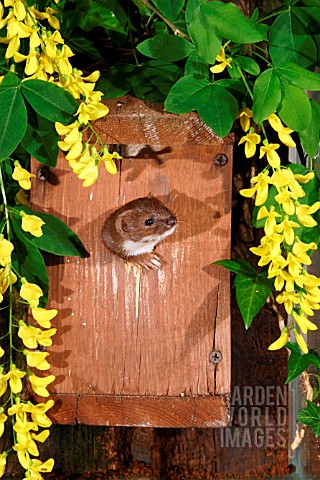 WEASEL__MUSTELA_NIVALIS__COMING_OUT_OF_NESTBOX__FRONT_VIEW