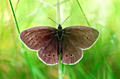 RINGLET BUTTERFLY,  APHANTOPUS HYPERANTHUS,  AT REST