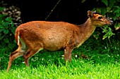 MUNTJAC DEER MUNTIACUS REEVESI