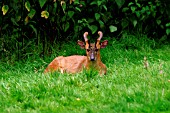 MUNTJAC DEER MUNTIACUS REEVESI