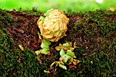 GREY SQUIRREL DAMAGE TO APPLE