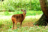 MUNTJAC DEER MUNTIACUS REEVESI