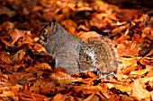 GREY SQUIRREL (SCIURUS CAROLINENSIS) EATING