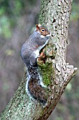 GREY SQUIRREL (SCIURUS CAROLINENSIS) EATING