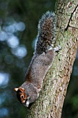 GREY SQUIRREL (SCIURUS CAROLINENSIS)  EATING