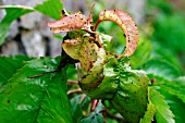 CHERRY APHID,  MYZUS CERASI,  ON NEW GROWTH