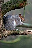 GREY SQUIRREL  (SCIURUS CAROLINENSIS)