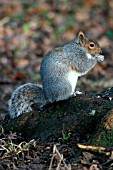 GREY SQUIRREL  (SCIURUS CAROLINENSIS)