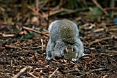 GREY SQUIRREL  (SCIURUS CAROLINENSIS)