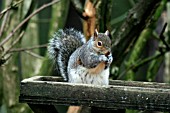 GREY SQUIRREL  (SCIURUS CAROLINENSIS) ON BIRD TABLE