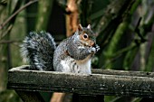 GREY SQUIRREL (SCIURUS CAROLINENSIS) ON BIRD TABLE