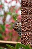 GREY SQUIRREL (SCIURUS CAROLINENSIS) ON NUT FEEDER