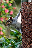 GREY SQUIRREL (SCIURUS CAROLINENSIS) ON NUT FEEDER