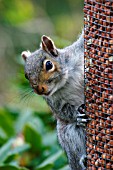 GREY SQUIRREL (SCIURUS CAROLINENSIS) ON NUT FEEDER