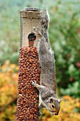 GREY SQUIRREL (SCIURUS CAROLINENSIS) ON NUT FEEDER