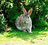 RABBIT (ORYTOLAGUS CUNICULUS)