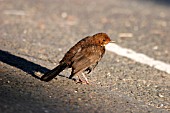 BLACKBIRD TURDUS MERULA,  JUVENILE ON ROAD,  SIDE VIEW