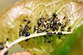 CHERRY APHID,  MYZUS CERASI,  ON UNDERSIDE OF LEAF