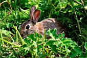 RABBIT (ORYTOLAGUS CUNICULUS)