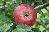 APPLE MALUS SPP ORANGE PIPPIN CLOSE UP OF FRUIT