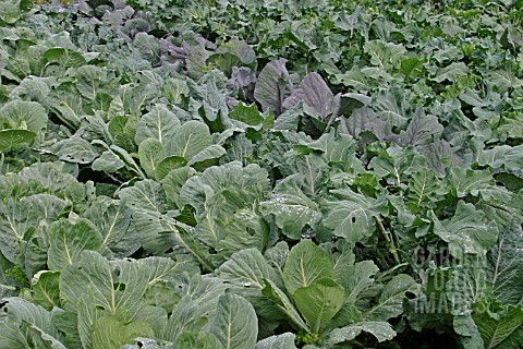 BRASSICAS_LARGE_BED_OF_DEVELOPING_PLANTS_IN_SEPTEMBER