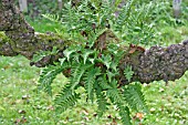 FERNS GROWING ON OLD APPLE TREE