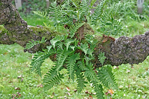 FERNS_GROWING_ON_OLD_APPLE_TREE