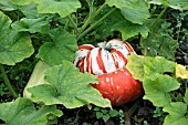 SQUASH CUCURBITA PEPO TURKS TURBAN MATURING ON PLANT