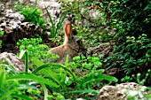 RABBIT (ORYTOLAGUS CUNICULUS)