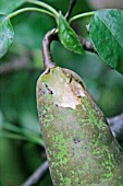 COMMON WASP VESPULA VULGARIS DAMAGE TO RIPENING PEAR