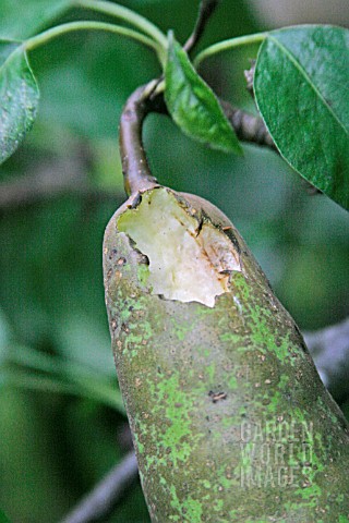 COMMON_WASP_VESPULA_VULGARIS_DAMAGE_TO_RIPENING_PEAR