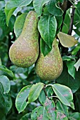 PEAR PYRUS COMMUNIS CLOSE UP OF MATURING FRUIT