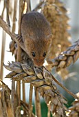 MICROMYS MINUTUS, (HARVEST MOUSE) ON WHEAT EAR