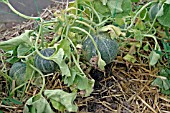 ROOT AND FOOT ROT,  CLOSE UP OF WILTING MELON PLANT