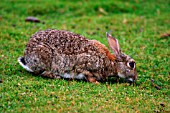 RABBIT (ORYTOLAGUS CUNICULUS)