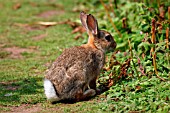 RABBIT (ORYTOLAGUS CUNICULUS)