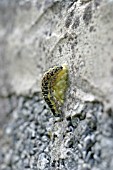 LARGE WHITE BUTTERFLY PIERIS BRASSICAE PARASITISED BY ICHNEUMON FLY