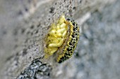 LARGE WHITE BUTTERFLY PIERIS BRASSICAE PARASITISED BY ICHNEUMON FLY