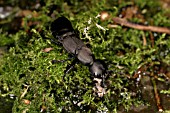 DEVILS COACH HORSE BEETLE OCYPUS OLENS ON MOSS