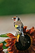 GOLDFINCH CARDUELIS CARDUELIS ON SUNFLOWER HEAD