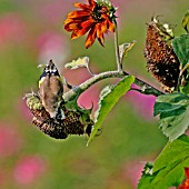 GOLDFINCH CARDUELIS CARDUELIS EATING SEEDS FROM SUNFLOWER HEAD