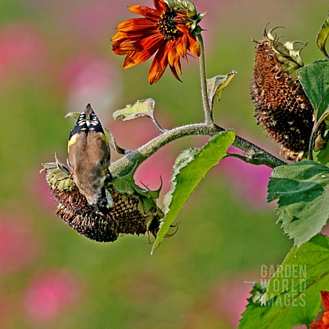 GOLDFINCH_CARDUELIS_CARDUELIS_EATING_SEEDS_FROM_SUNFLOWER_HEAD