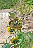 GREAT TIT PARUS MAJOR TAKING SEEDS FROM SUNFLOWER