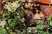 HEDGEHOG (ERINACEOUS EUROPAEUS)