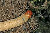 GARDEN SWIFT MOTH HEPIALUS LUPULINUS CATERPILLAR FEEDING ON UNDERGROUND ROOT