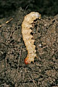 GARDEN SWIFT MOTH HEPIALUS LUPULINUS CATERPILLAR FEEDING ON UNDERGROUND ROOT